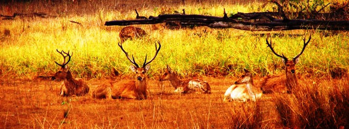 925/Tiger Woods Kanha Resort & Spa - Kanha 18.jpg